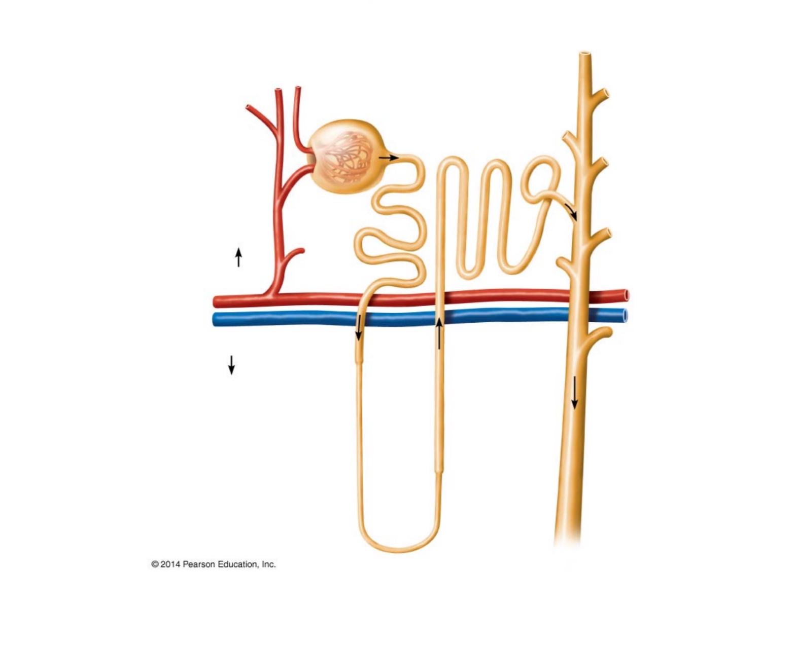 <p>label parts of the nephron</p>