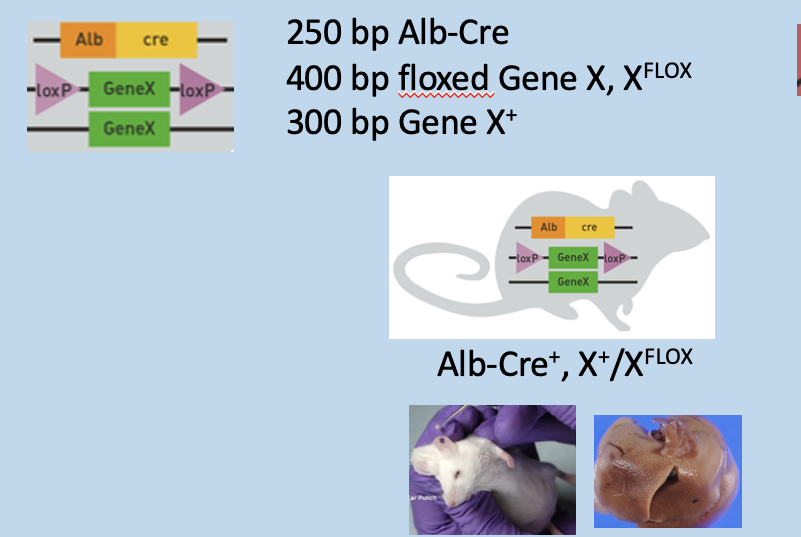<p>One Copy of floxed gene in genotyping PCR (heterozygous for loxp gene)</p>