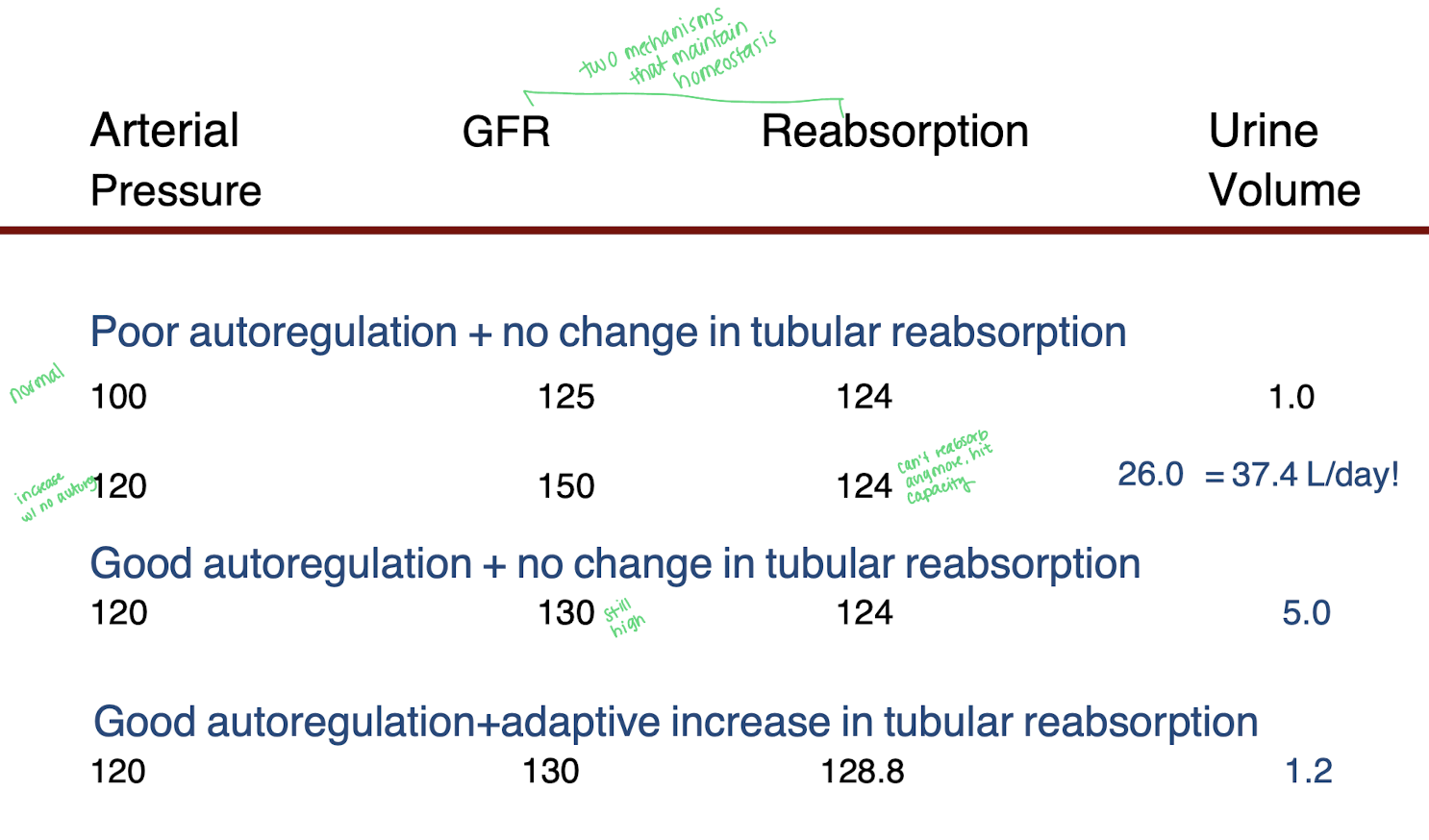 <p>Arterial pressure increased from 100 to 120 so the GFR will increase from 125 to 150. The reabsorption rate remains the same because the nephron's ability to reabsorb substances is maximal, leading to a constant reabsorption rate of 124. </p><ul><li><p>This results in an increase in urine volume as the excess filtrate that is not reabsorbed is excreted. </p></li></ul><p></p>