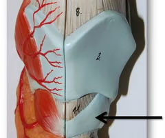 <p>What is this structure?</p><ul><li><p>ring-shaped; anchored to the thyroid cartilage above + trachea below</p></li></ul><p></p>