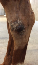 <p>AKP store husdyr blok 1 2024</p><p>Hesten har haft et sår, der ikke har villet hele gennem 6 måneder. Hvad er det mest relevante diagnostiske tiltag for denne patient?</p><p>1 Tryktest af talocruralleddet </p><p>2 Svaberprøve til bakteriologisk undersøgelse af såret </p><p>3 Røntgenbilleder af hasen </p><p>4 Bøjeprøver</p>