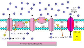 <p>It stores potential energy used to make ATP. </p>