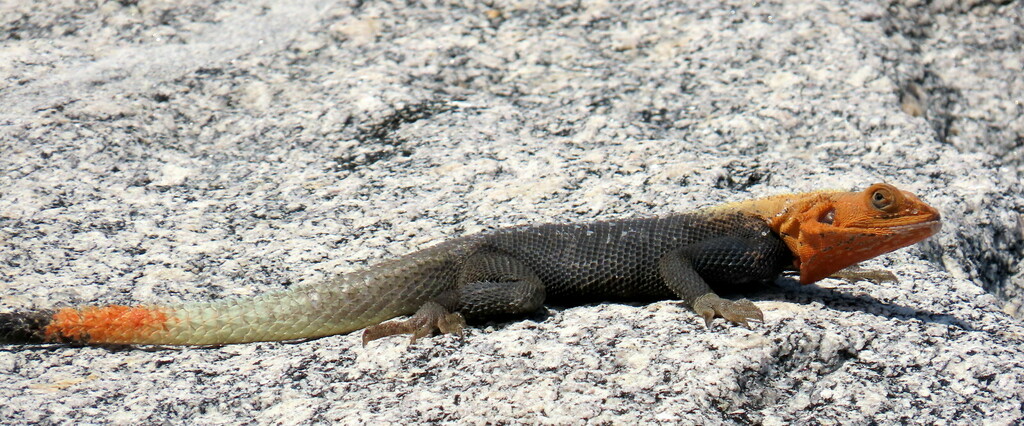 <p>Peters’s Rock Agama, native to W Africa, live throughout FL, males are black/indigo and white with orange head and tail, females have chartreuse markings, prefer rocky areas</p>