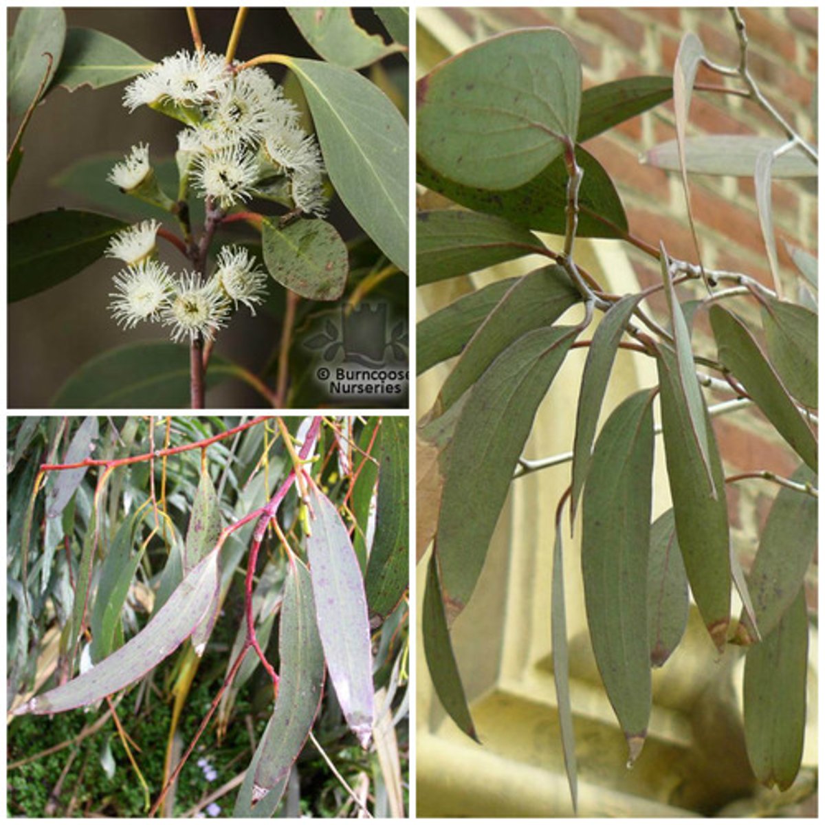 <p>evergreen, shiny, ovate, lanceolate, blue green leaves; white umbels; fruit is woody pear-shaped capsule</p>