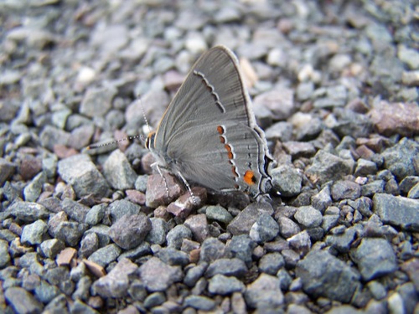 <p>camouflage - blending into the environment</p>