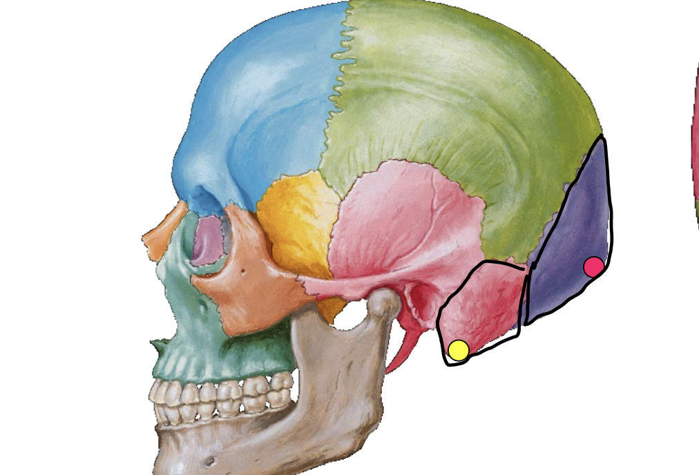 <p>External occipital protuberance</p>