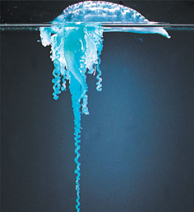 <p><span><strong>The image shows the cnidarian commonly known as&nbsp;portuguese man-of-war.&nbsp;It belongs to the class _____&nbsp;in the genus&nbsp;</strong></span><strong>physalia.</strong></p>