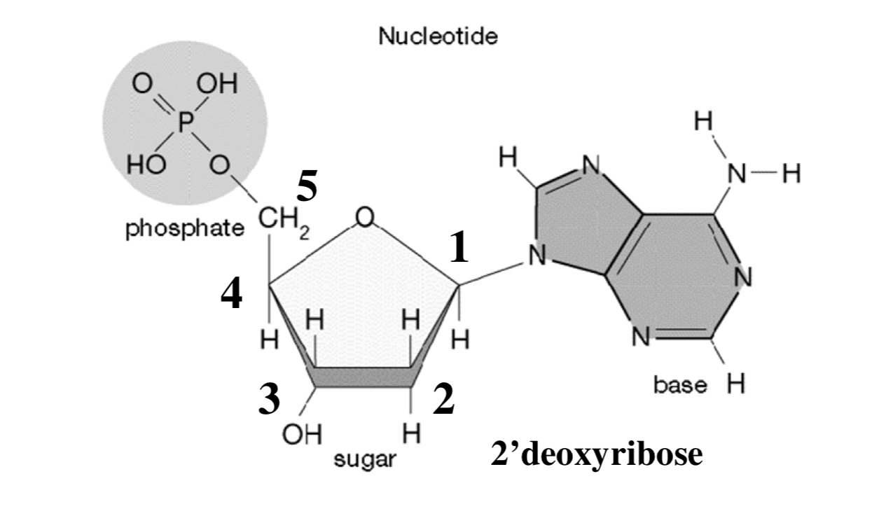 <p>The information part (DNA ) is the base</p><p>ATCG</p>