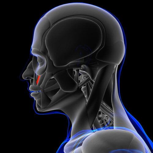 <p>¿Cuál es el músculo, su origen, inserción y función?</p>