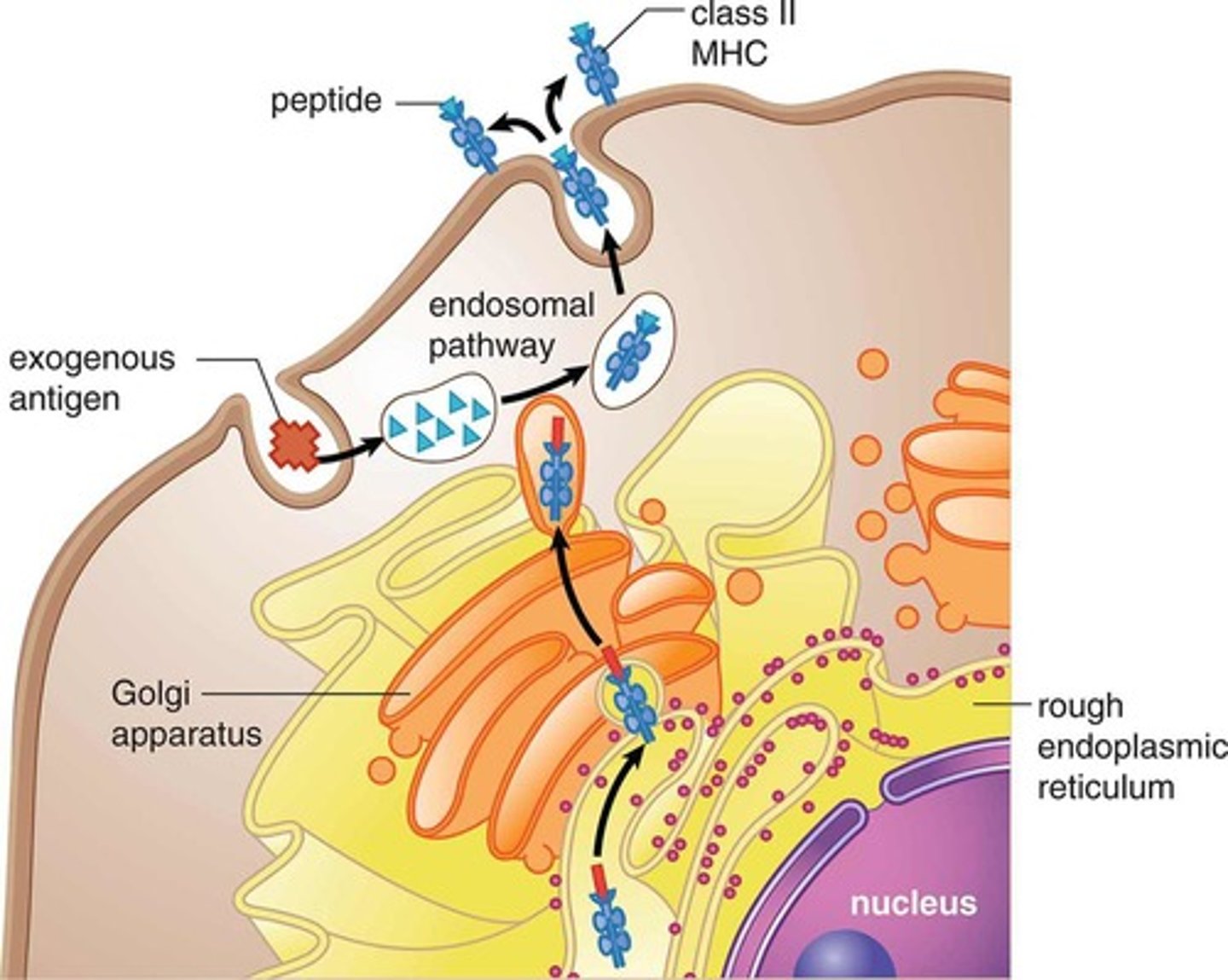 <p>major histocompatibility complex II</p><p>CD4 binds to them</p>