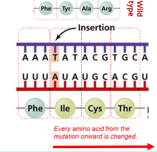 <p>A frameshift mutation shifts the grouping of the 3 bases that code for 1 amino acid; the resulting protein is usually nonfunctional</p>