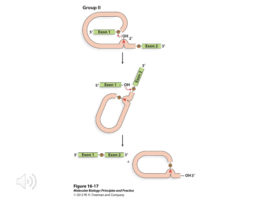 <p>Self-splicing introns whose chemistry of splicing and produced RNA intermediates are the same as they are in nuclear splicing. </p>