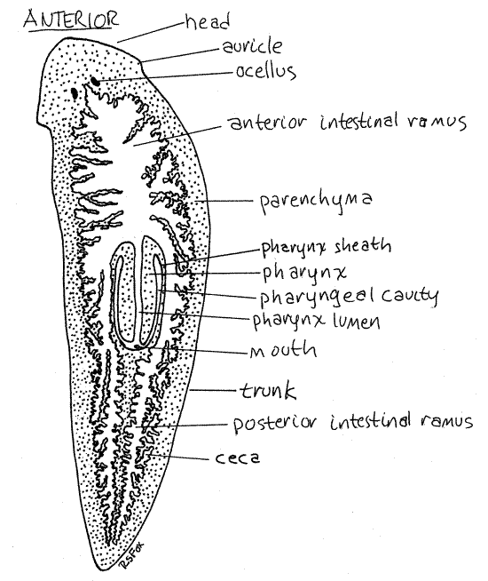 <p>1.) Platyhelminthes</p><p>2.)Tubellria</p><p>3.) Free living</p><p>4.) Planaria  </p><p>5.) No Host</p><p>6.) Found in freshwater, rivers streams, n ponds, under rocks/objects in shallow water (some are marine)</p><p>7.) Monoecious</p>