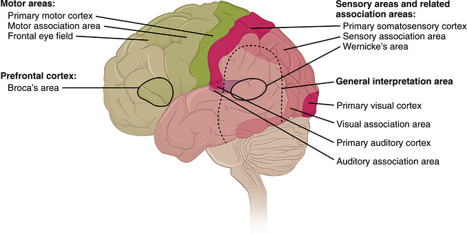 <p>75% of the cerebral cortex that is dedicated to higher level cognitive functions</p><ul><li><p>thinking, speaking, learning, memory</p></li><li><p><span style="font-family: Arial, sans-serif">primarily involved in processing/integrating info from the senses </span></p><ul><li><p><span style="font-family: Arial, sans-serif">to provide you with your </span><strong><u><span style="font-family: Arial, sans-serif">perceptual</span></u></strong><span style="font-family: Arial, sans-serif"> experience </span></p><ul><li><p><span style="font-family: Arial, sans-serif">how you interpret sensory input</span></p></li></ul></li></ul></li><li><p><span style="font-family: Arial, sans-serif">Harder to map and “place” some of these functions</span></p><ul><li><p><span style="font-family: Arial, sans-serif">doesn’t have specific locations as clearly: complex mental functions don’t reside in one place, but have interconnections with other parts of brain</span></p></li></ul></li><li><p><strong><span style="color: blue"><mark data-color="yellow">IN ALL 4 LOBES</mark></span></strong></p></li></ul>