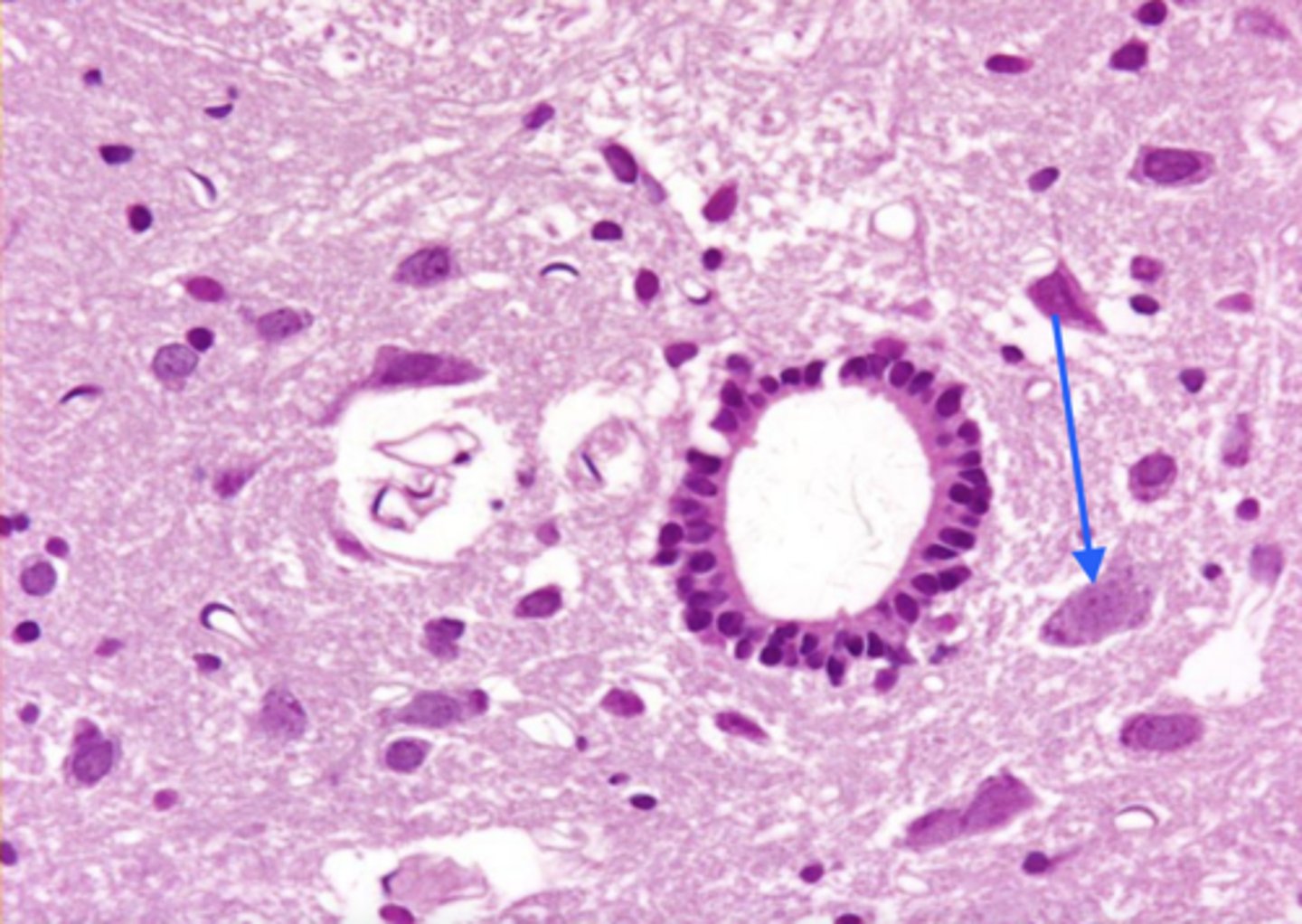 <p>what is this cell?</p>