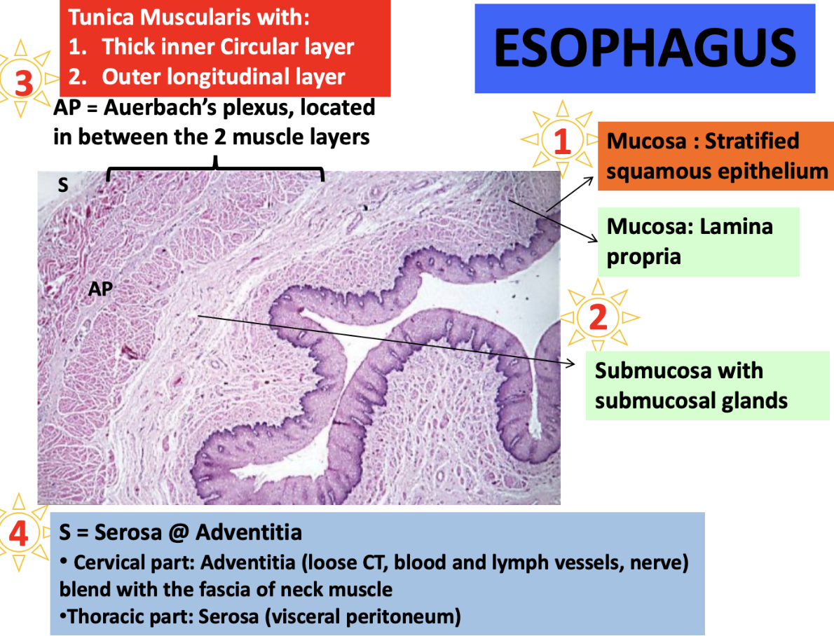 <p><span style="color: purple"><strong><mark data-color="purple" style="background-color: purple; color: inherit"><u>Adventitia:</u></mark> Cervical part</strong></span><strong> </strong>of esophagus </p><ul><li><p><span style="color: purple"><strong>Not covered </strong></span>by <span style="color: purple"><strong>perioneum, surrounded</strong></span><strong> </strong>by <span style="color: purple"><strong>loose CT</strong></span><strong> </strong>instead </p></li><li><p><span style="color: purple"><strong>Blends</strong></span><strong> </strong>with <span style="color: purple"><strong>fascia</strong></span><strong> </strong>of <span style="color: purple"><strong>neck muscles</strong></span></p></li><li><p><strong><u>Consist of:</u> </strong></p><ul><li><p><span style="color: purple"><strong>Loose CT </strong></span></p></li><li><p><span style="color: purple"><strong>Blood </strong></span>and<span style="color: purple"> <strong>lymph vessels </strong></span></p></li><li><p><span style="color: purple"><strong>Nerve </strong></span></p></li></ul></li><li><p><strong><u>Function:</u> </strong><span style="color: purple"><strong>Anchors</strong></span><strong> </strong>the <span style="color: purple"><strong>esophagus</strong></span><strong> </strong>in place </p></li></ul><p><span style="color: #9f00ff"><strong><mark data-color="purple" style="background-color: purple; color: inherit"><u>Serosa:</u></mark></strong></span><strong> </strong><span style="color: #9f00ff"><strong>Thoracic part</strong></span><strong> </strong>of esophagus </p><ul><li><p><span style="color: #9f00ff"><strong>Covered</strong></span><strong> </strong>by <span style="color: #9f00ff"><strong>visceral peritoneum </strong></span></p></li><li><p><strong><u>Function:</u> </strong>Provides<span style="color: #9f00ff"> <strong>slippery surface</strong></span><strong> </strong>to<span style="color: #9f00ff"> <strong>reduce friction </strong></span></p></li></ul><p></p>