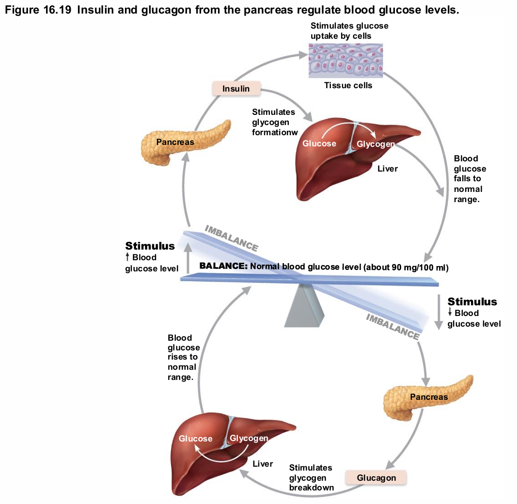 <ul><li><p>Major target—liver</p></li><li><p>Causes increased blood glucose levels</p></li><li><p>Effects</p><ul><li><p>Glycogenolysis: breakdown of glycogen to glucose</p></li><li><p>Gluconeogenesis: synthesis of glucose from lactic acid and noncarbohydrates</p></li><li><p>Release of glucose to blood</p></li></ul></li></ul><p></p>