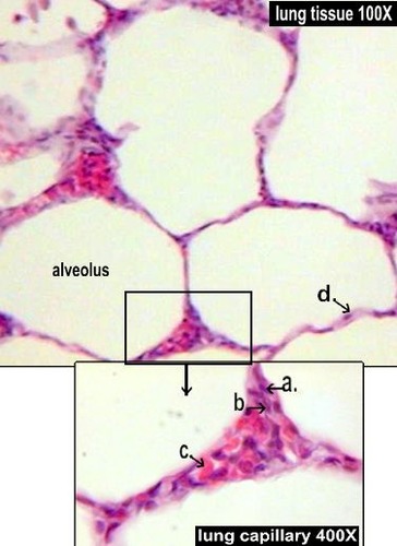 <p>http://nhscience.lonestar.edu/biol/tissue.html</p>