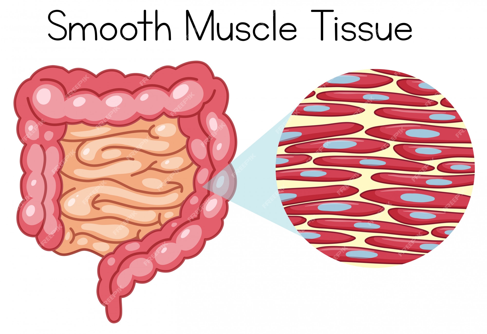 <p>A type of muscle located in the arteries, digestive, and urinary tracts and is involuntary aka we cannot control.</p>