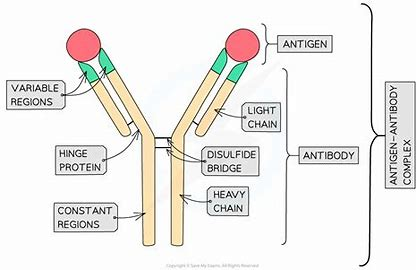 <p>Variable regions - Provide the specificity of the antibody as it is different for every type of antibody.</p><p>Constant region - Is the same for every human antibody.</p>