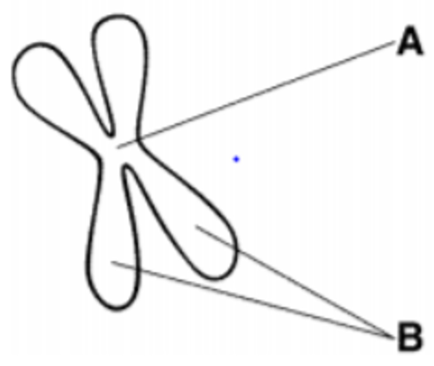 <p>C. sister chromatids</p>