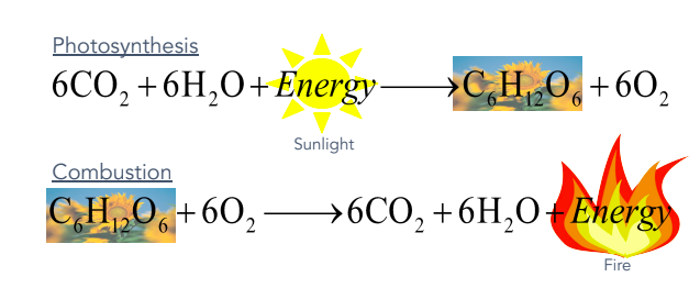 T/F: Combustion is the reverse of photosynthesis
