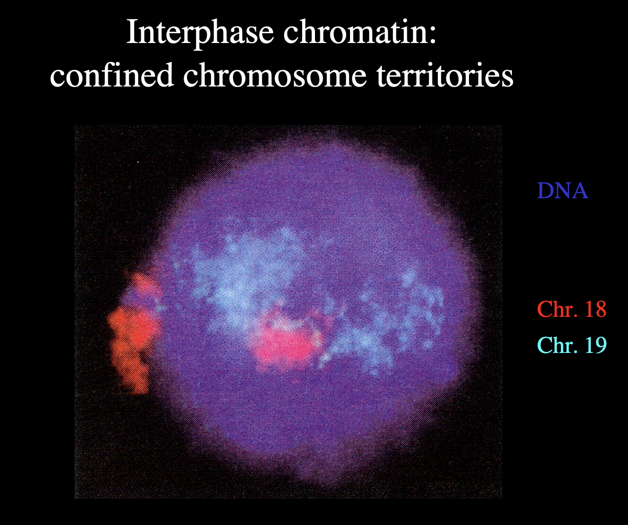 <ol><li><p>need DNA sequence</p></li><li><p>abel part of it that is spcific to the chromosome</p></li></ol><p></p>