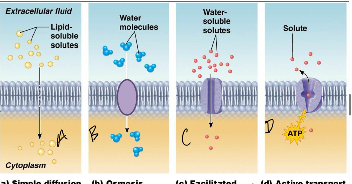 <p>which are passive transports </p>