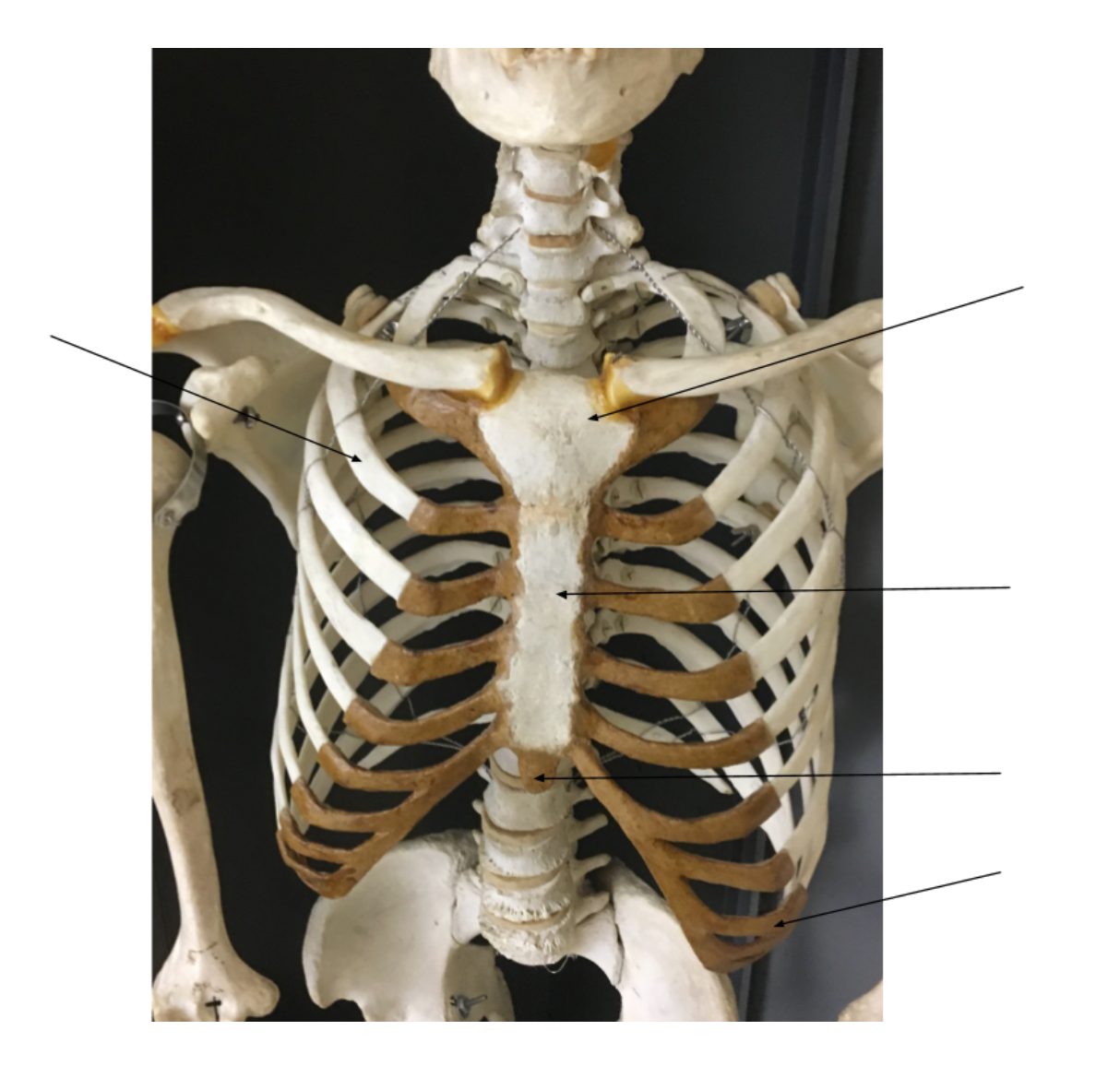 <p>left</p><ol><li><p></p></li></ol><p>right</p><ol><li><p></p></li><li><p></p></li><li><p></p></li><li><p></p></li></ol><p></p>