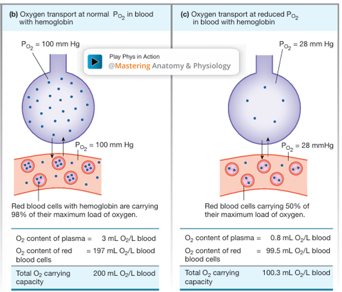 <ol><li><p>the PO2 in the plasma surrounding the red blood cells — primary factor</p></li><li><p>the number of potential Hb binding sites available in the red blood cells</p></li></ol><p></p>