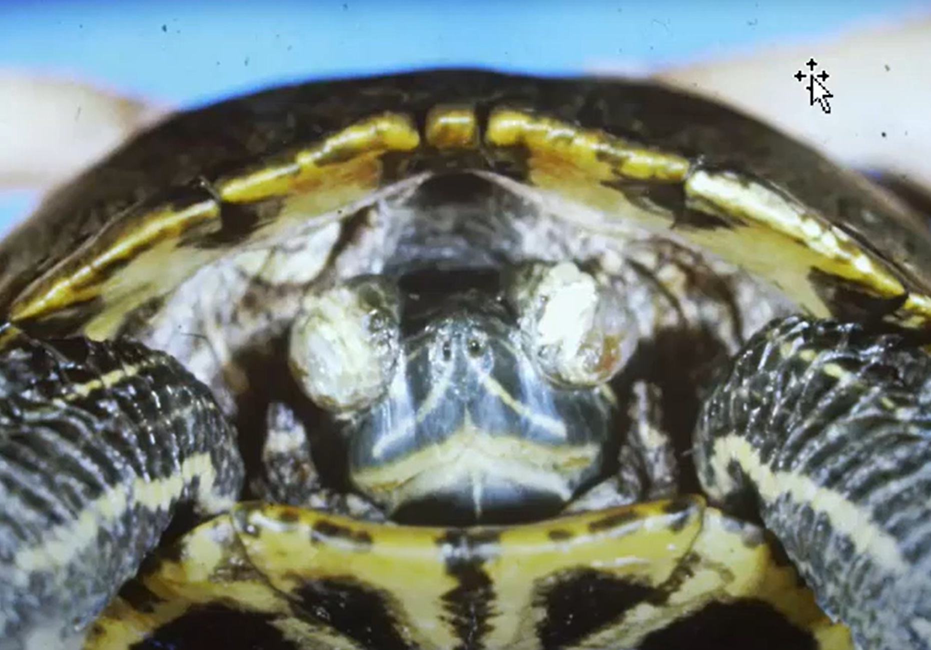 <p>Turtle. Pathogenesis. </p>