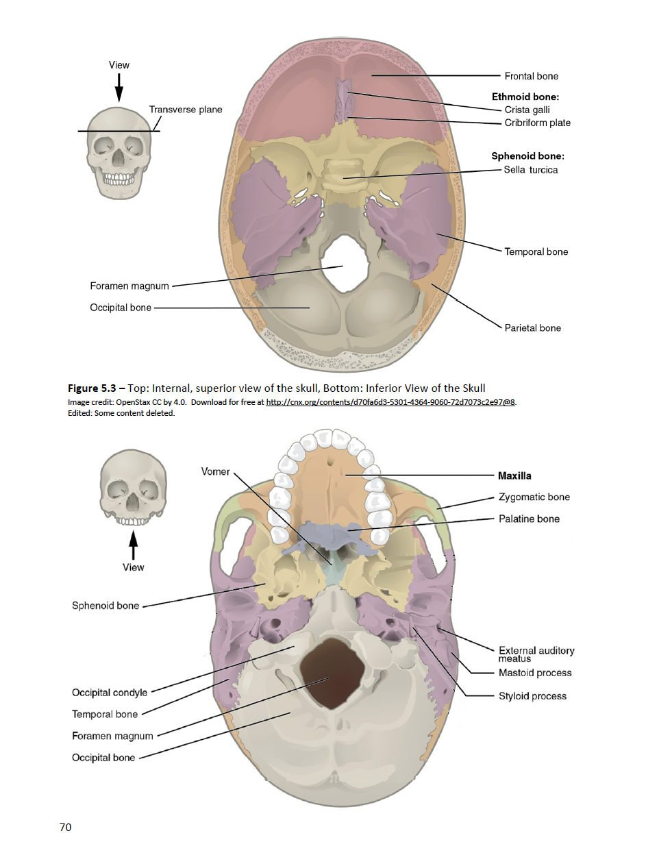 <ul><li><p>Foramen magnum: large opening in the bottom of the occipital bone. The spinal cord passes through it</p></li><li><p>Occipital condyles: small, smooth, oval surfaces that allow the head to rock on the spinal column as in nodding ‘yes’</p></li></ul><p></p>