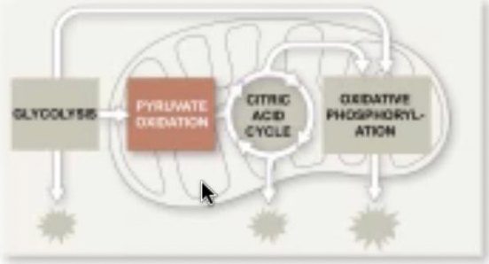 <p>where pyruvate enters in the presence of oxygen &amp; where oxidation of glucose is completed</p>