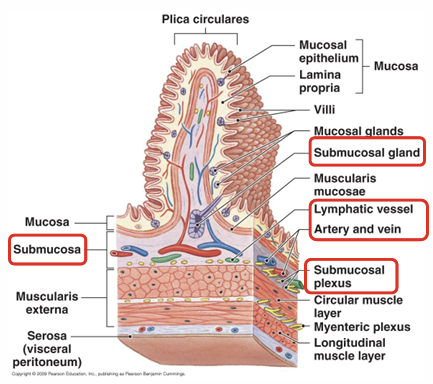 <p>Submucosa composition?</p>