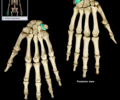 <p>Wrist movement and stability</p>