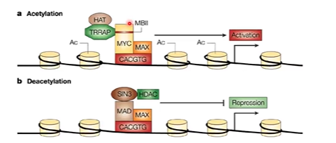 <p>activator that promotes transcription of pro=growth genes</p><p>recruits histone deacetylases</p>