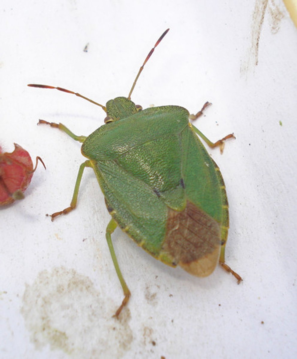 <p>Stink bugs</p>