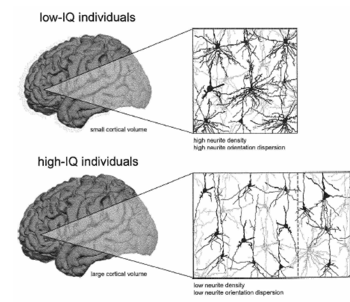 <p>Hoog IQ voorspelt</p><p>- grotere hersenen</p><p>- lagere densiteit: minder neuronen</p><p>- minder vertakkingen van dendrieten</p><p>hypothese: intelligentie mensen zijn spaarzamer georganiseerd</p>