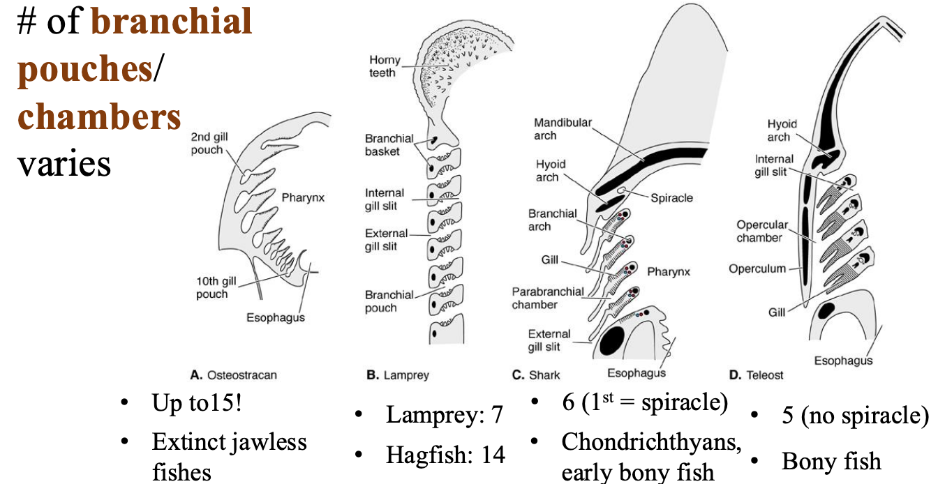 <p># of branchial pouches/ chambers varies</p>