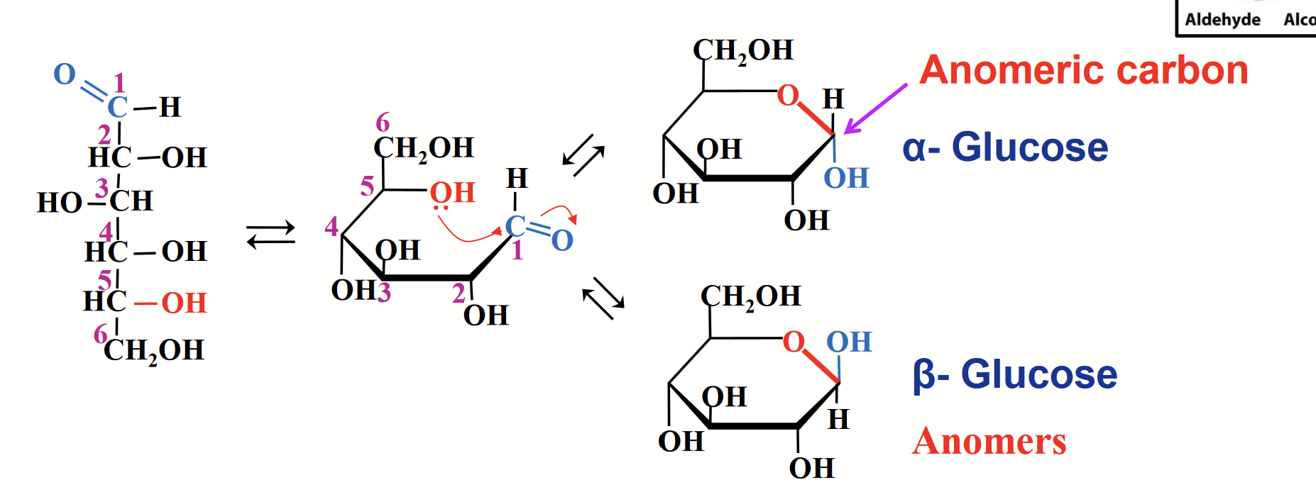 <p>The OH group at C-5 reacts with the carbonyl carbon of the aldehyde group to form a stable six-membrane ring.</p><p>This renders C-1 asymmetric, giving rise to two stereoisomers alpha and beta.</p><p>These isometric forms that differ only in their configuration around the hemiacetal/hemiketal carbon are called anomers.</p>