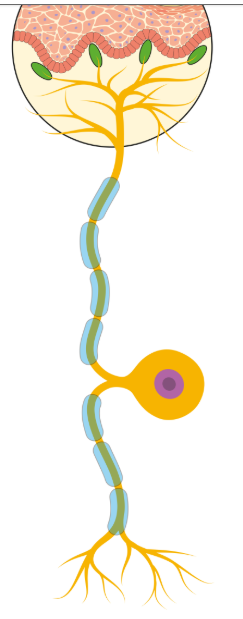 <p>Carry messages from the PNS to the CNS. Have long dendrites and short axons</p>
