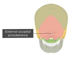 <p>Midline prominences posterior to foramen magnum, the crest extends posteriorly from the foramen magnum, ending in the protuberance (small midline bump) OCCIPITAL</p>