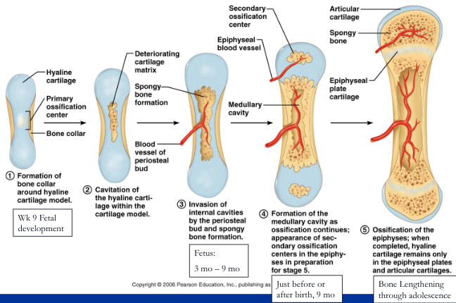 - forms long, short, and irregular bones of the body below the base of the skull
- begins as pieces of hyaline cartilage