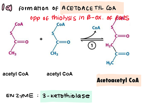 <p>1a) acetyl CoA + acetyl CoA → <strong>acetoacetyl CoA</strong></p>