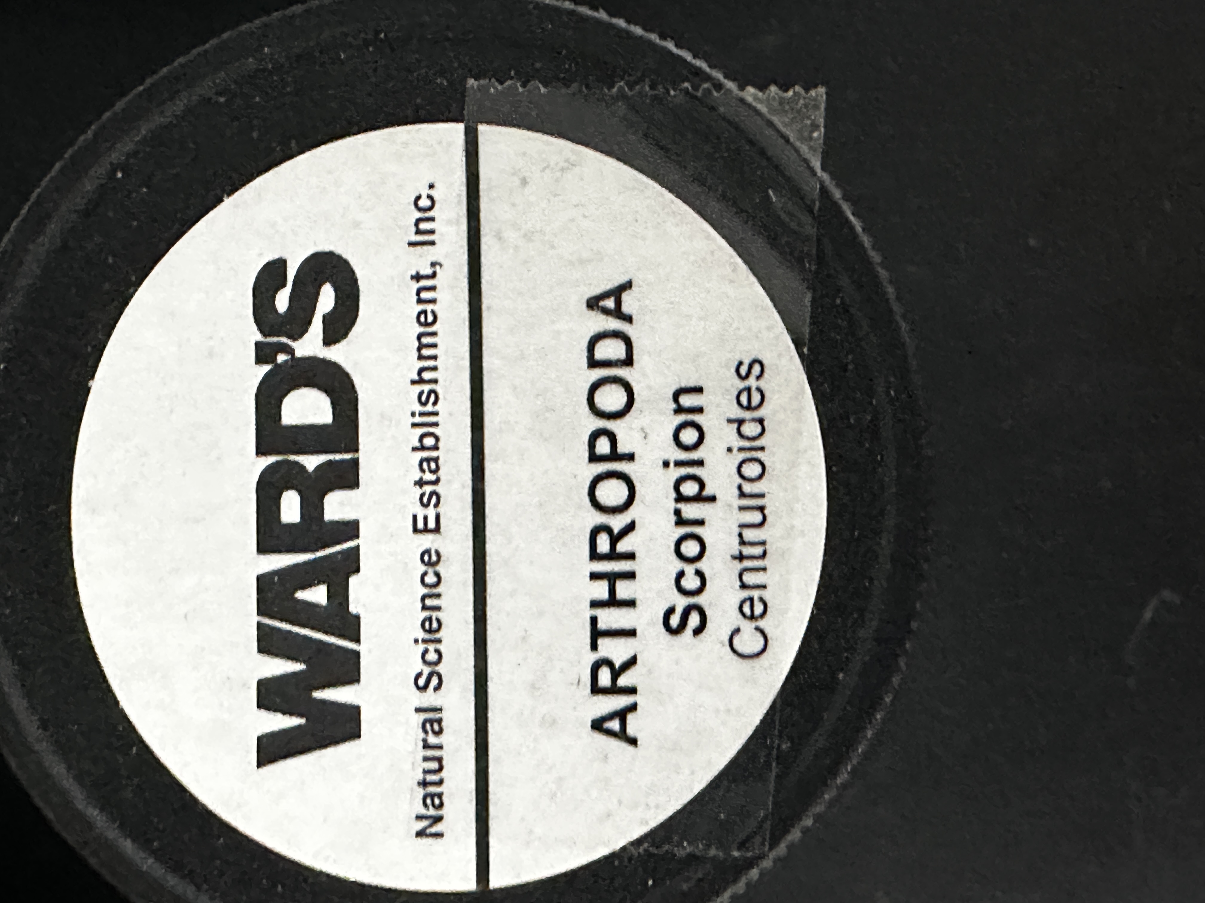 <p>Grouping: Protostome</p><p>Grouping: Ecdysozoa</p><p>Phylum: Arthropoda</p><p>Subphylum: Chelicerata</p>