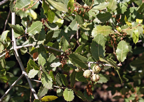 <p>Interior live oak</p>