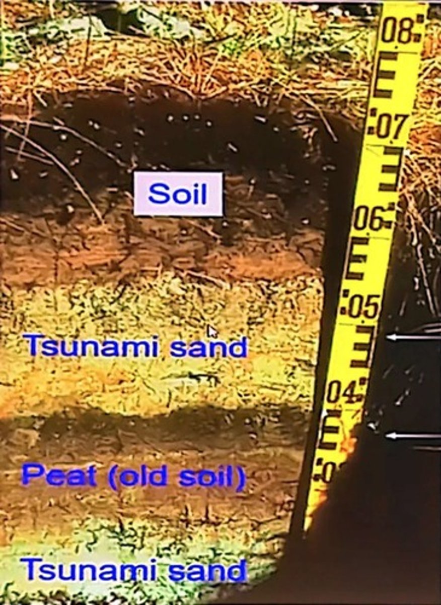 <p>Sand deposits indicate past tsunamis along the Washington/Oregon coast.</p>