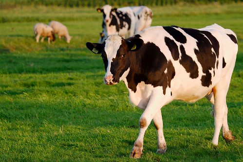 Holstein x Jersey crossbred
known for hardiness, health, and longevity