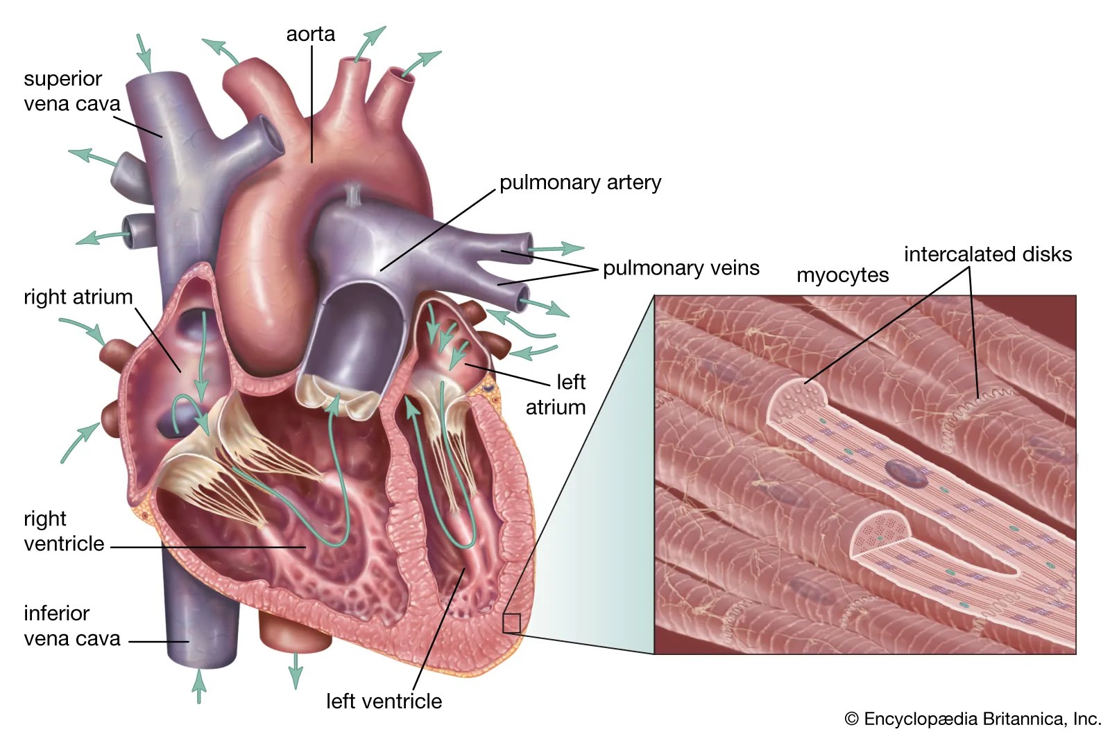 <p>Cardiac Muscles?</p>