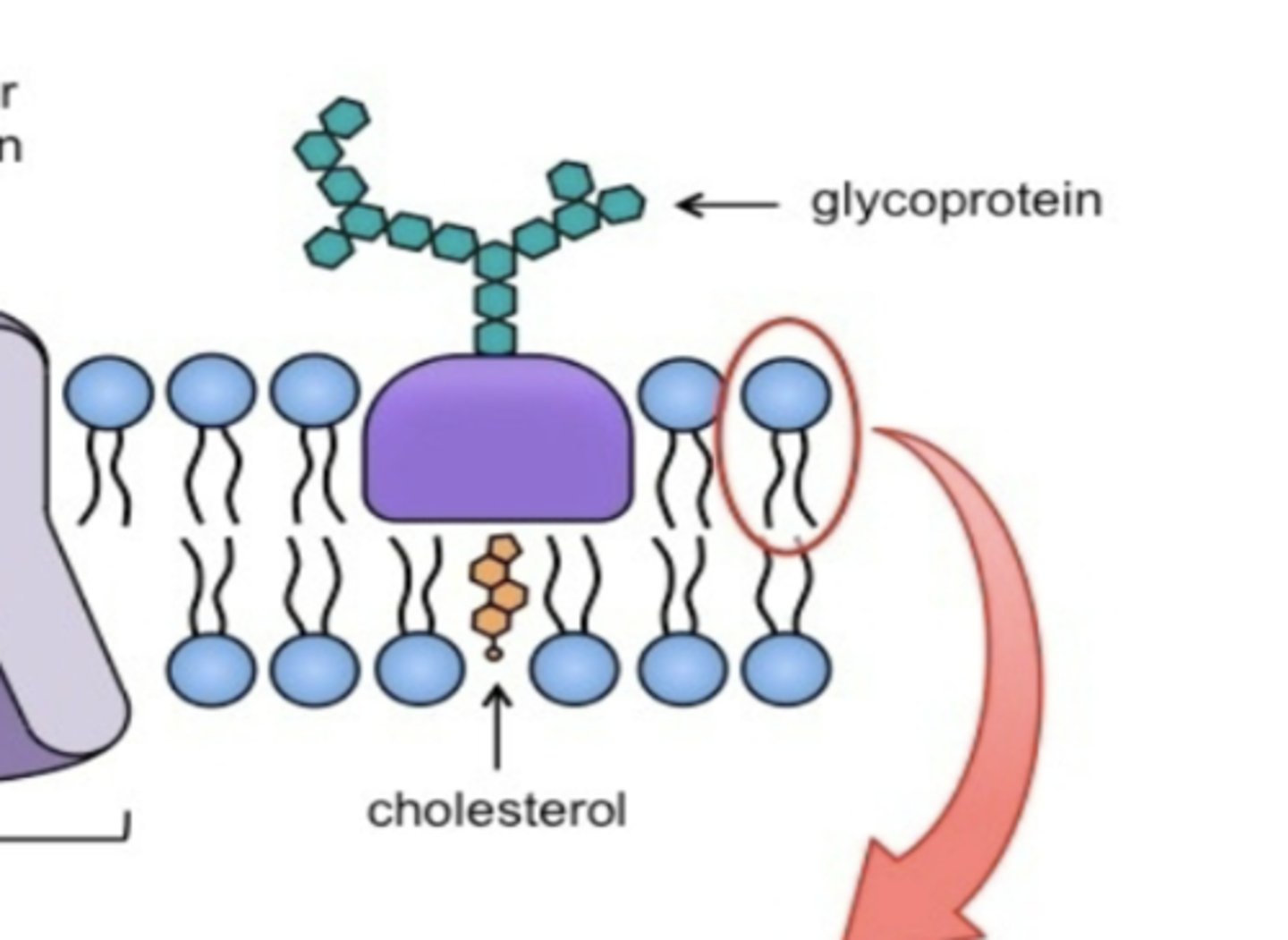 <p>Where is cholesterol found and what is its function in the plasma membrane? </p>